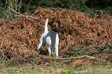 FOX TERRIER POIL LISSE 044